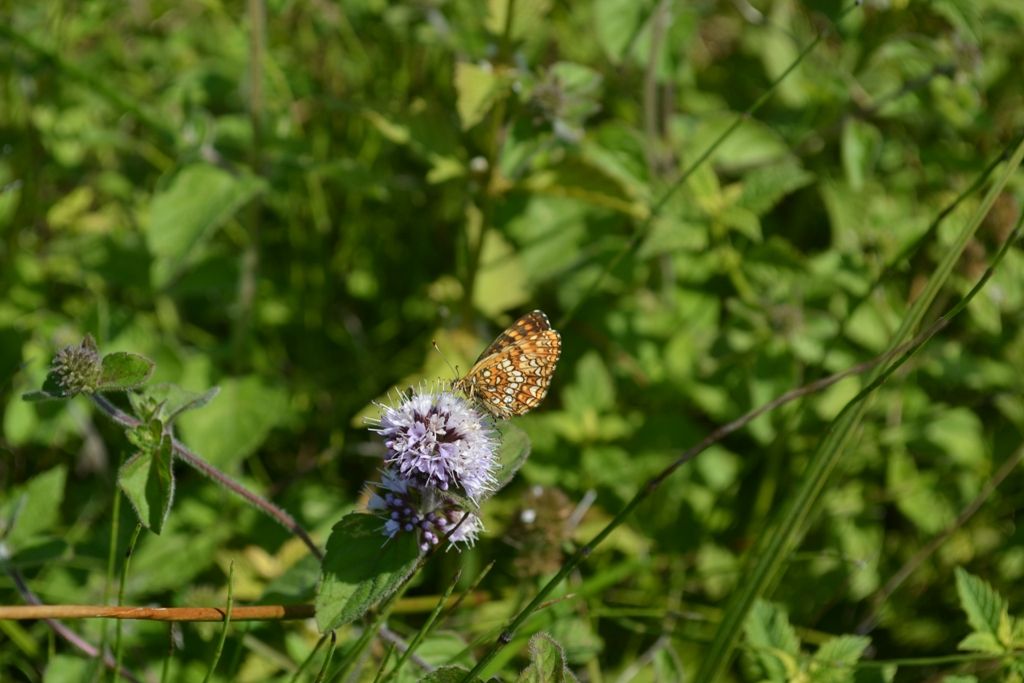Melitaea aurelia o britomartis?